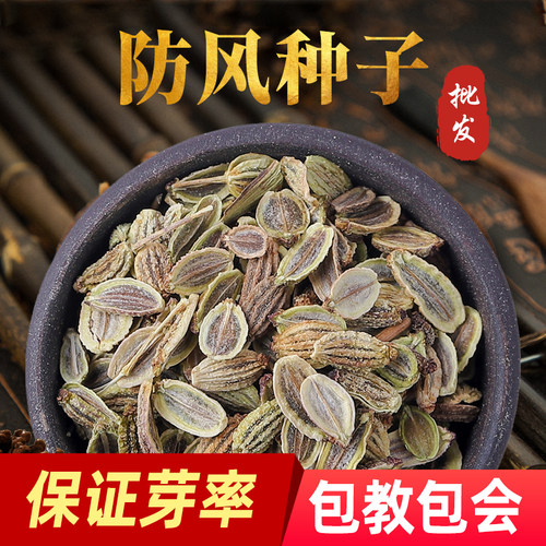 防风种子防风籽材种籽四季种植阳台盆栽黄芪当归桔梗种子