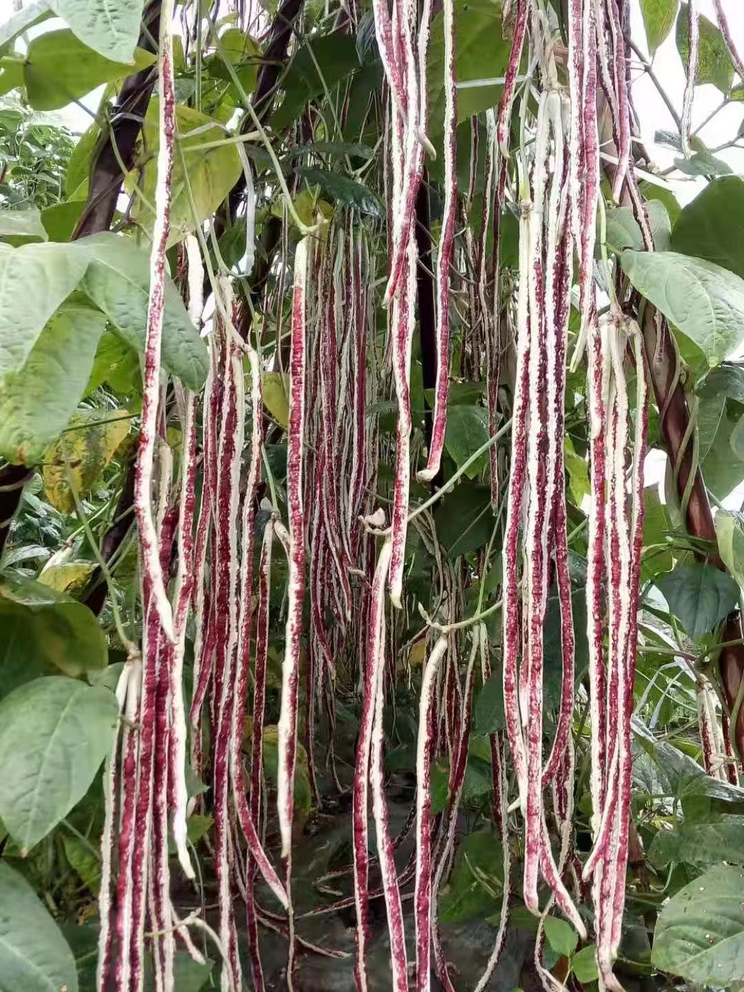 花豇豆种子花豹纹豇江豆种籽长豆角种子架豆南方北方春夏秋季播种