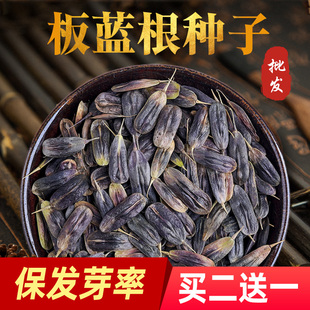 板蓝根种子大青叶种籽种苗散装 种植新材药食两用盆栽种孑 四季
