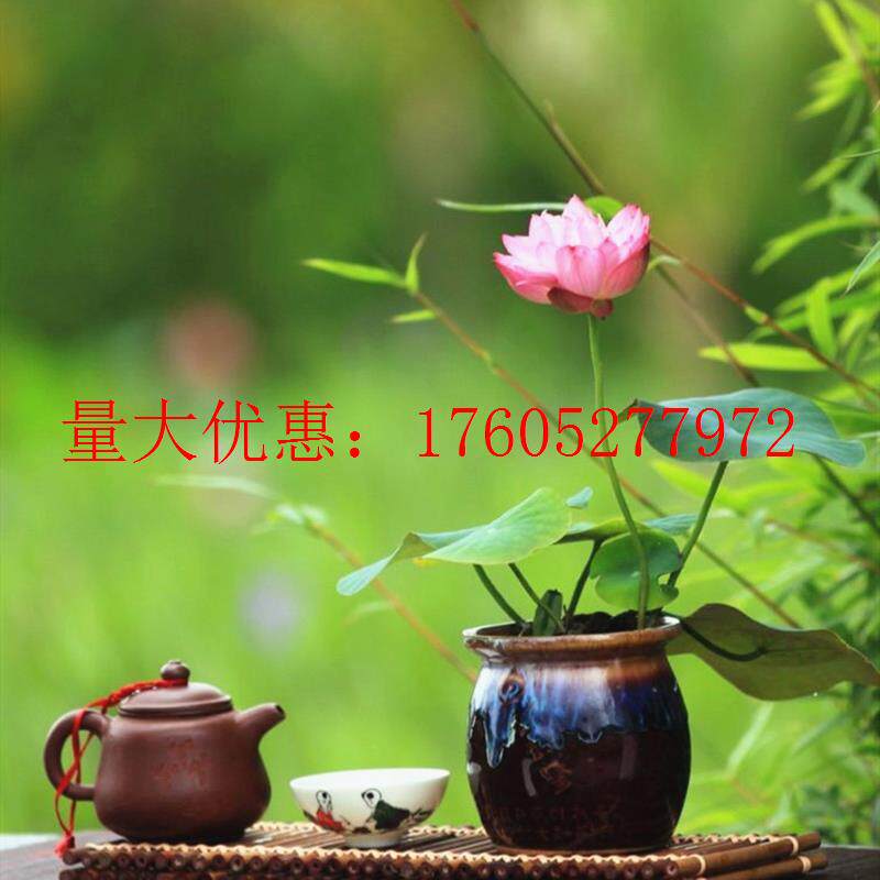 碗莲种子睡莲荷花四季水养植物观赏办公室迷你花卉盆栽已开口