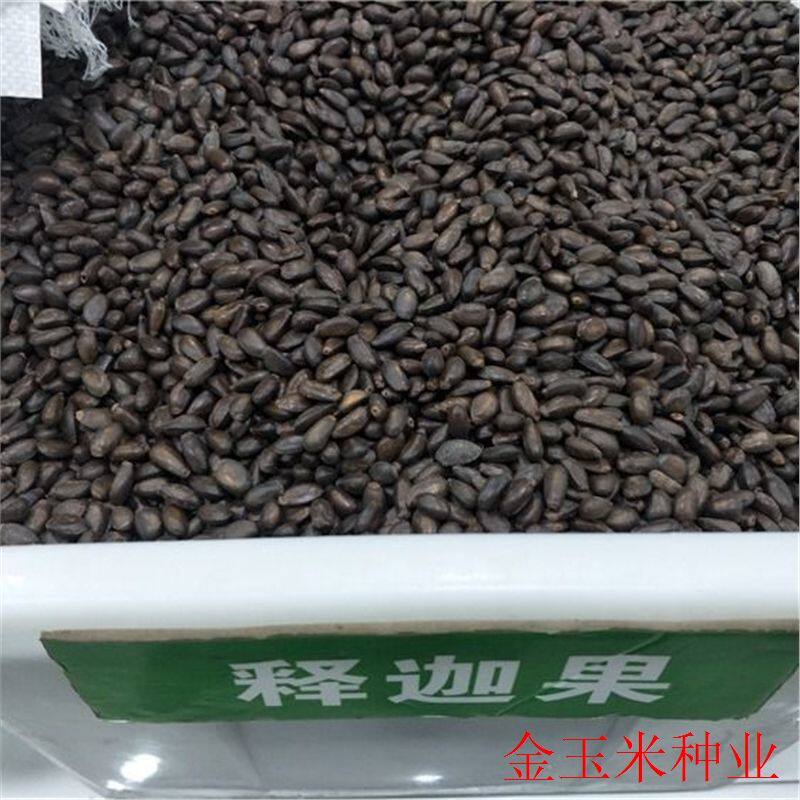 番荔枝种子 释迦果种子 樟林林檎 嫁接凤梨释迦的粘木种子