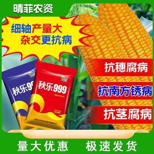 升级版秋乐999玉米种子高产抗旱矮杆大棒红轴国审玉米正品