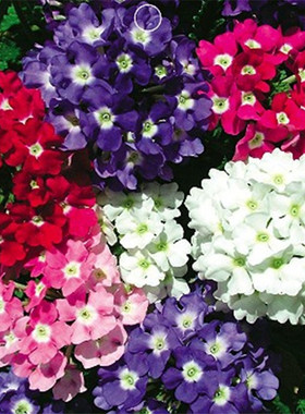 多彩美女樱种子四季开花北方多年生室外美人樱盆栽铺地锦花种籽子