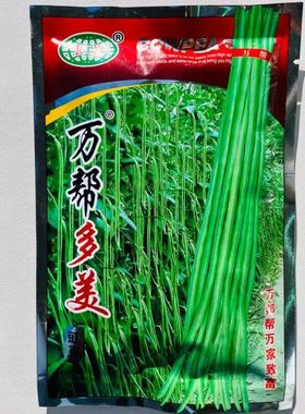 万帮多美豇豆种子翠绿色肉厚加长型结荚多豆角种籽农家菜园春秋播