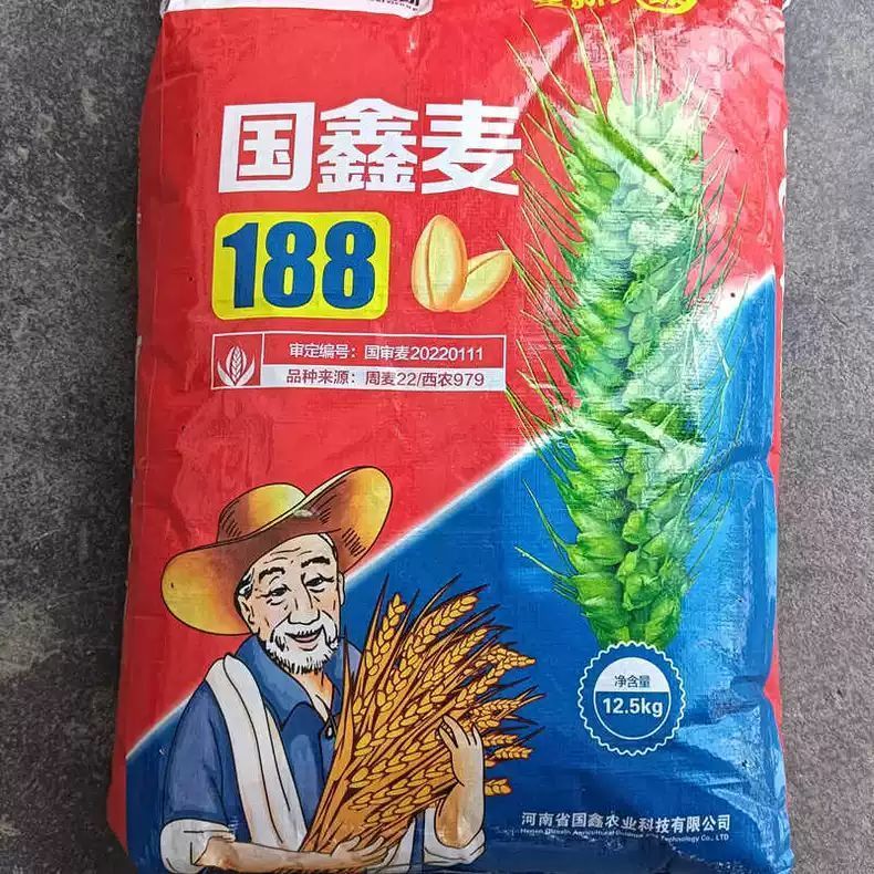 国鑫麦188小麦种子 高产抗病家庭园艺种子