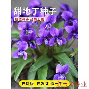 甜地丁种子新产甜地丁种子药用药材