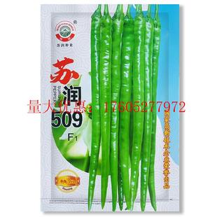 苏润509辣椒种子早中熟长条椒 一代杂交高产优质良种抗病基地种孑