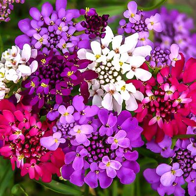 蜂室花种子屈曲花景观园林园艺鲜花种子四季播种庭院绿化观花种子