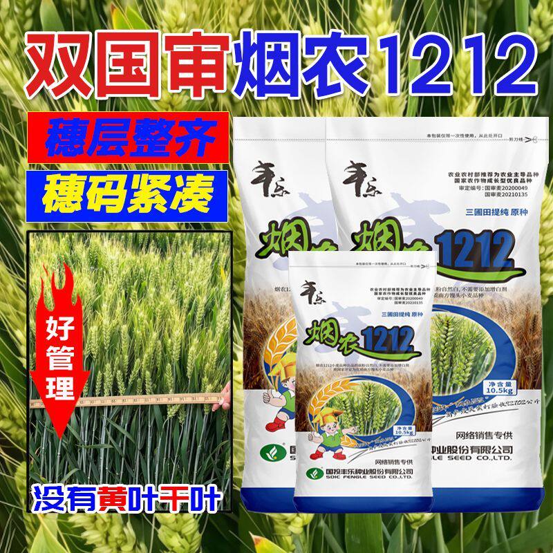 国审烟农1212小麦种子原种精选当季新小麦种分蘖力强抗病好正品