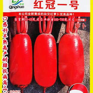 德高红冠一号 口感好早熟高产耐糠抗病商品性佳秋播 红皮萝卜种子
