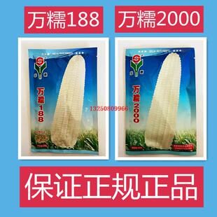 华穗万糯188玉米种子中熟白糯玉米单交种籽大棒高产大田用苞谷孑
