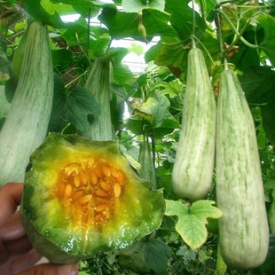 酥脆水果羊角甜黄金落花绿皮种子种子春季 瓜籽香瓜脆香蜜甜瓜早熟