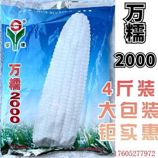 万糯2000玉米种子中熟白糯玉米单交种籽大棒高产大田用苞谷孑