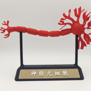 神经元神经元细胞模型教学标本高初中学生物实验教具可动立体结构