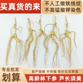 长白山参林下参野山参林下籽参微残煲汤泡酒山参加工厂源头一手货