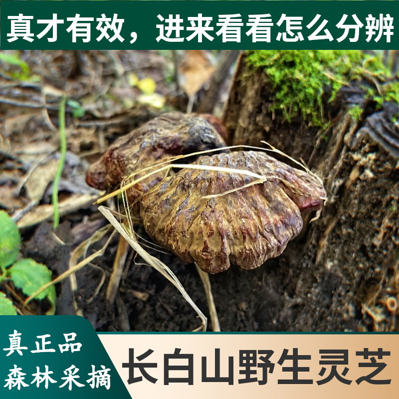 长白山野生灵芝林芝吉林真赤灵芝整枝原始森林采摘12年老店保正品