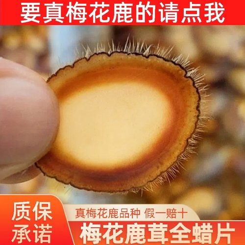 真梅花鹿茸全蜡片鹿场自切片保真