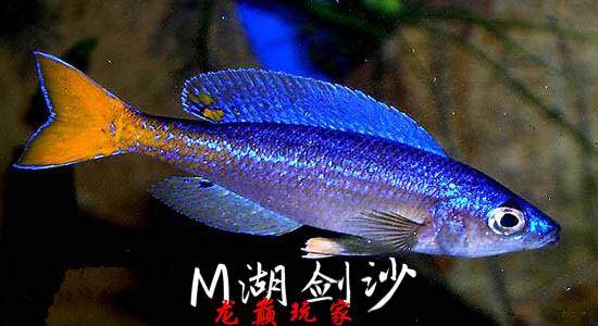 三湖慈鲷 马鲷坦鲷m湖剑沙热带鱼观赏鱼淡水鱼宠物鱼活体进口鱼