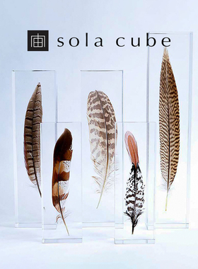 SolaCube羽毛标本树脂摆件