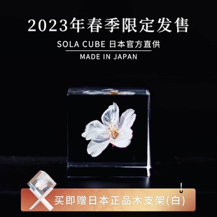 日本进口sola cube限量樱花标本树脂立方体桌面摆件创意礼物