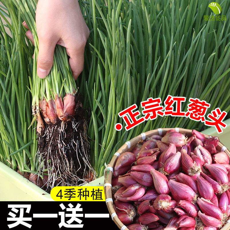 红葱头四季小香葱种头四川火葱头熬油阳台盆栽蔬菜种孑香葱头种苗