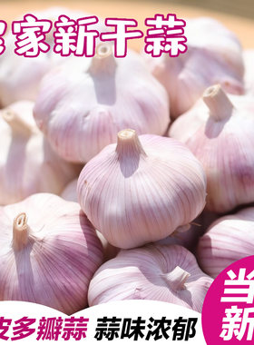 紫皮蒜头红根蒜苗种籽农家老品种