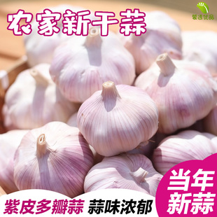 大蒜头种籽干蒜种子红根蒜苗蒜苔头种子红紫皮蒜头葱头农家老品种