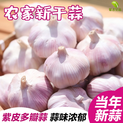 紫皮蒜头红根蒜苗种籽农家老品种