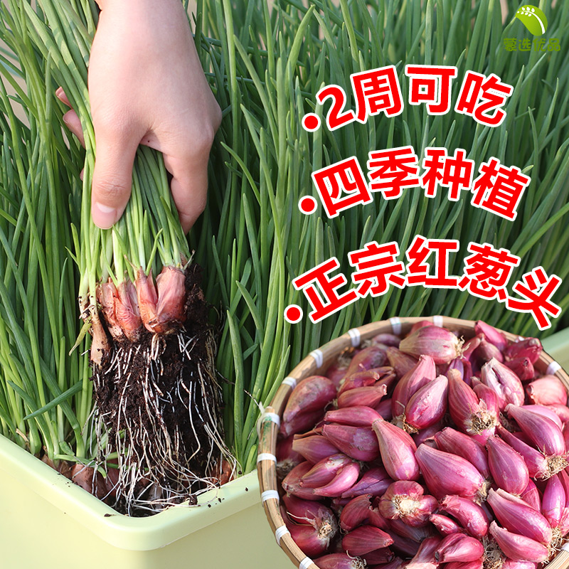 红葱头四季小香葱头阳台盆栽小葱