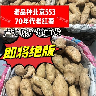 卢龙北京红553红薯老品种地瓜黄心黄瓤已糖化蒸烤番薯农家甜糯
