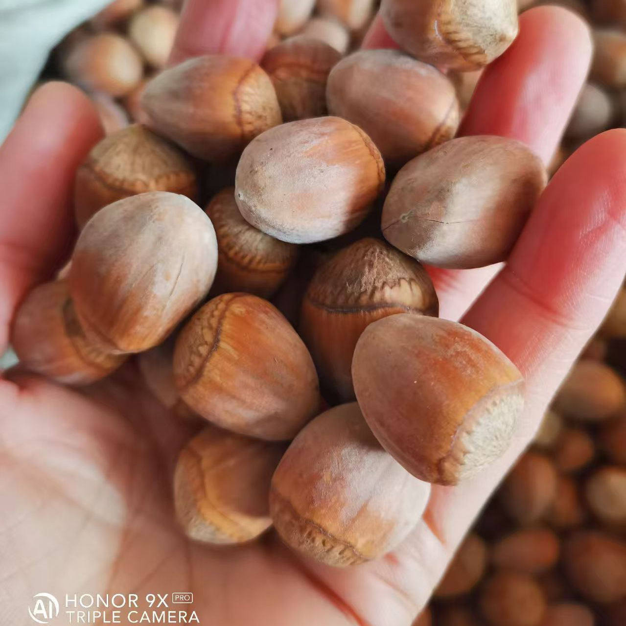 【新货】生料大榛子 东北特产 坚果 仁大饱满 空壳少 宠物粮食