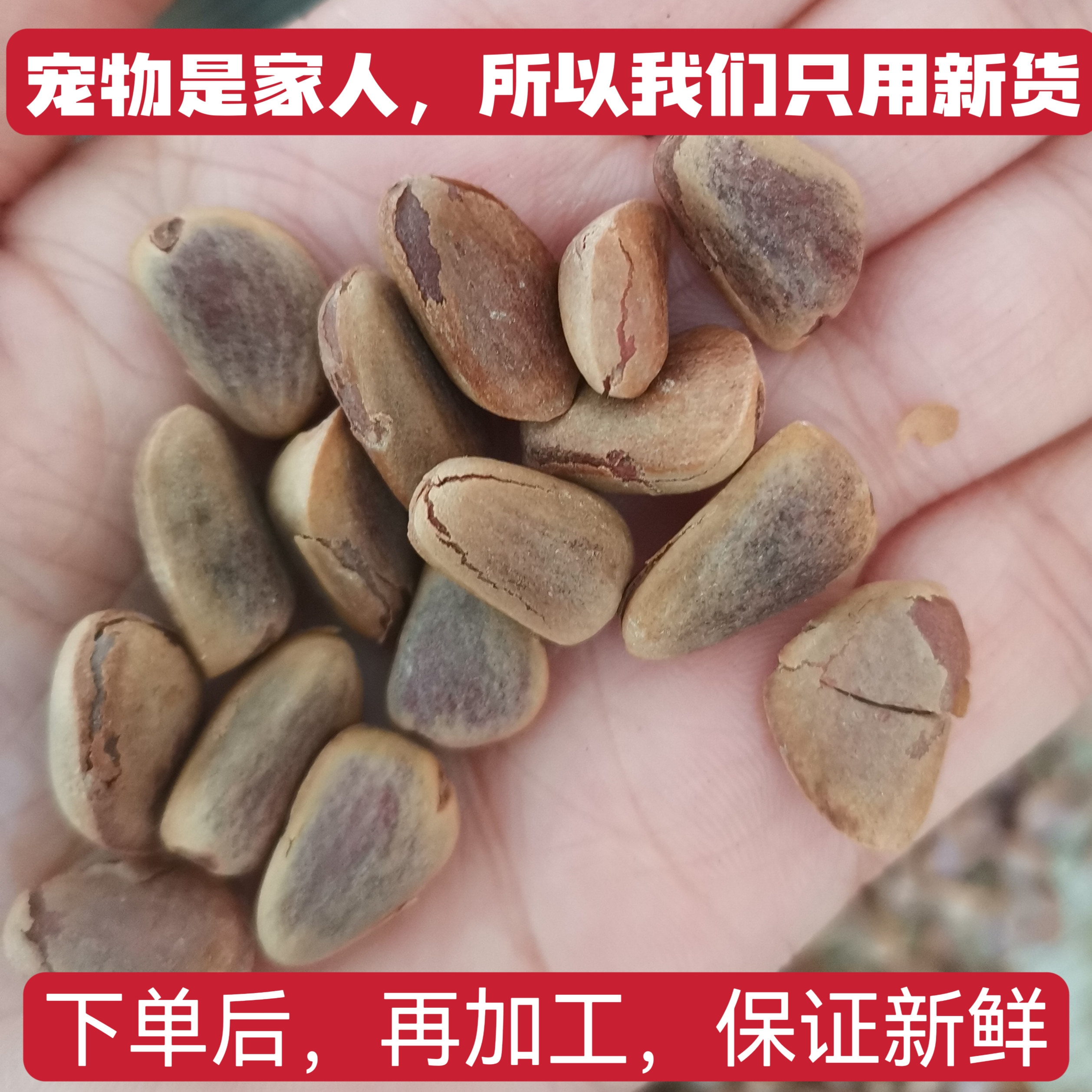 【开口】生红松子新品坚果初级食农产品 鹦鹉 松鼠 粮食图片