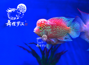已售/舞摆罗汉鱼活体 红马骝 金花 德萨斯 金马骝/ 火凤凰2189