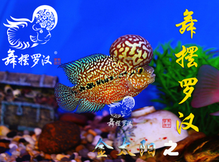 已售/舞摆罗汉鱼活体 鸿运当头 红马骝 德萨斯 泰金 金花/金太阳