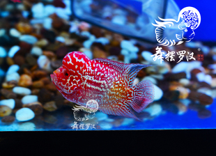 已售/舞摆罗汉鱼活体 鸿运当头 泰金 金马骝/ 短身火凤凰2193