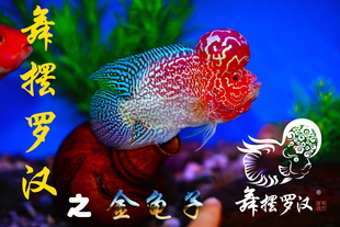 已售/舞摆罗汉鱼活体 鸿运当头 德萨斯 金花 金花 /火凤凰金龟子