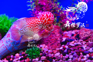 已售/舞摆罗汉鱼活体 鸿运当头 德萨斯 泰金 金花 /火凤凰2224