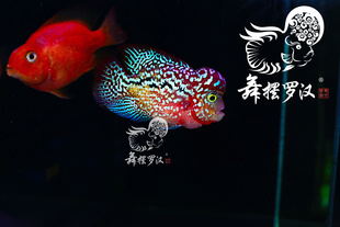 舞摆罗汉鱼活体 鸿运当头 金花 红马骝 泰金 德萨斯 /蛇纹线2123