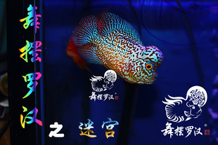 已售/舞摆罗汉鱼活体 鸿运当头 红马骝 德萨斯 金花 金马骝 /迷宫
