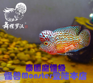 已售/舞摆罗汉鱼活体 鸿运 红马骝 德萨斯 金马骝/ 重金属Monster