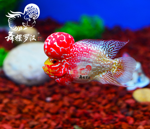 已售/舞摆罗汉鱼活体 金花 德萨斯 红马 金马骝/短身火凤凰传奇
