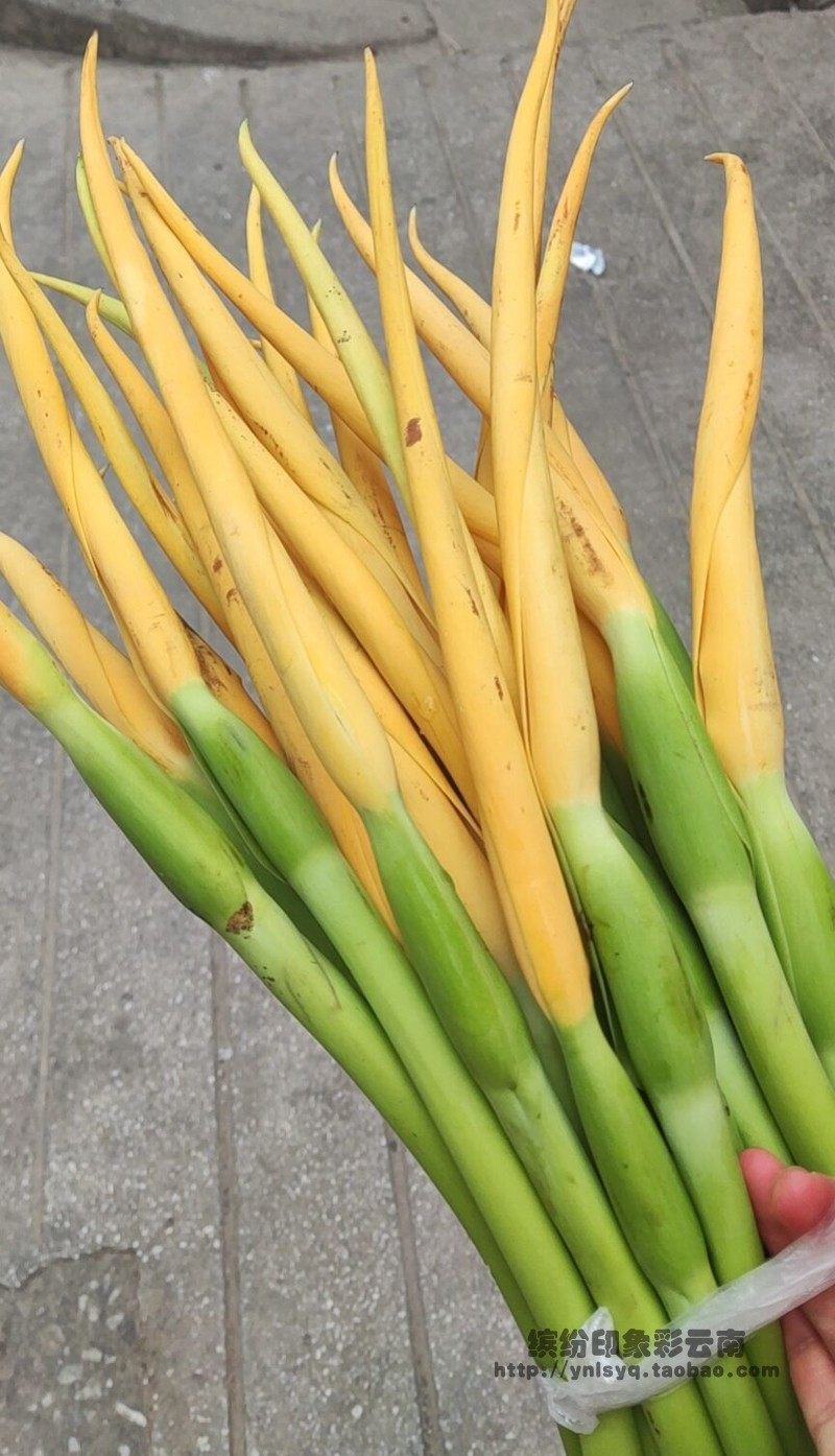 云南蔬菜 绿色芋荷花 芋头花芋头杆 芋头根 芋苗花芋茎秆1斤