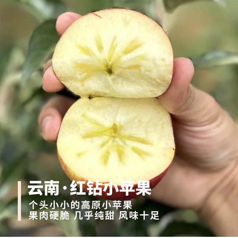 红钻樱桃小苹果 云南红露的升级版 个小果肉硬脆 当季水果顺丰