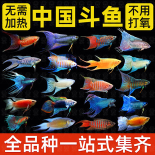 中国斗鱼活体活鱼冷水淡水观赏鱼鱼苗耐养不打氧小型鱼好养活鱼
