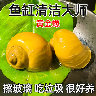 黄金螺专吃鱼屎粪便的观赏河蚌苹 ??果黑金刚食藻青苔清洁缸除藻