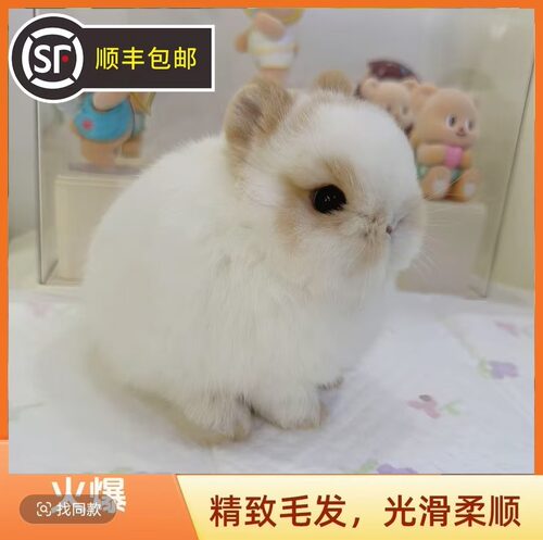 快递快运侏儒兔活体宠物零售批发宠物兔垂耳兔道奇兔子