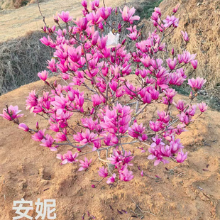 新品 节开花安妮玉兰达芙妮玉兰白玉兰紫玉兰 种玉兰盆栽地栽多季