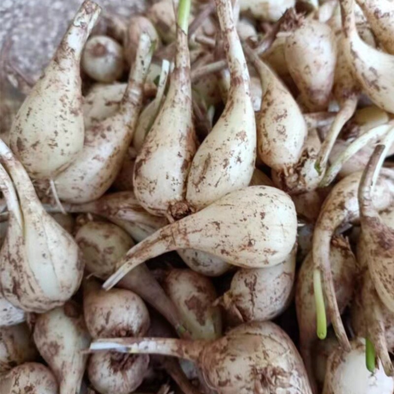 新鲜茭头苦藠头5斤农家自留自种下单现挖带泥发货去叶去须白茭头