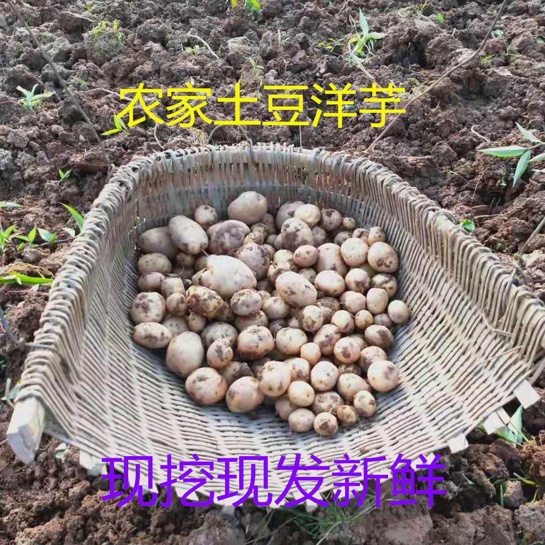 重庆农家土豆新鲜现挖马铃薯