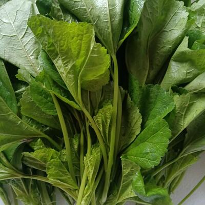 冬寒菜农家自留自种冬寒菜马蹄菜新鲜现摘3斤新鲜冬寒菜时令蔬菜